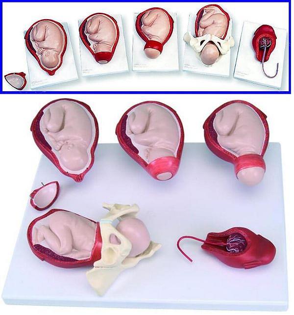 SIMULATORE MODELLO GINECOLOGICO DELLE FASI DEL PARTO - 5 modelli per fasi