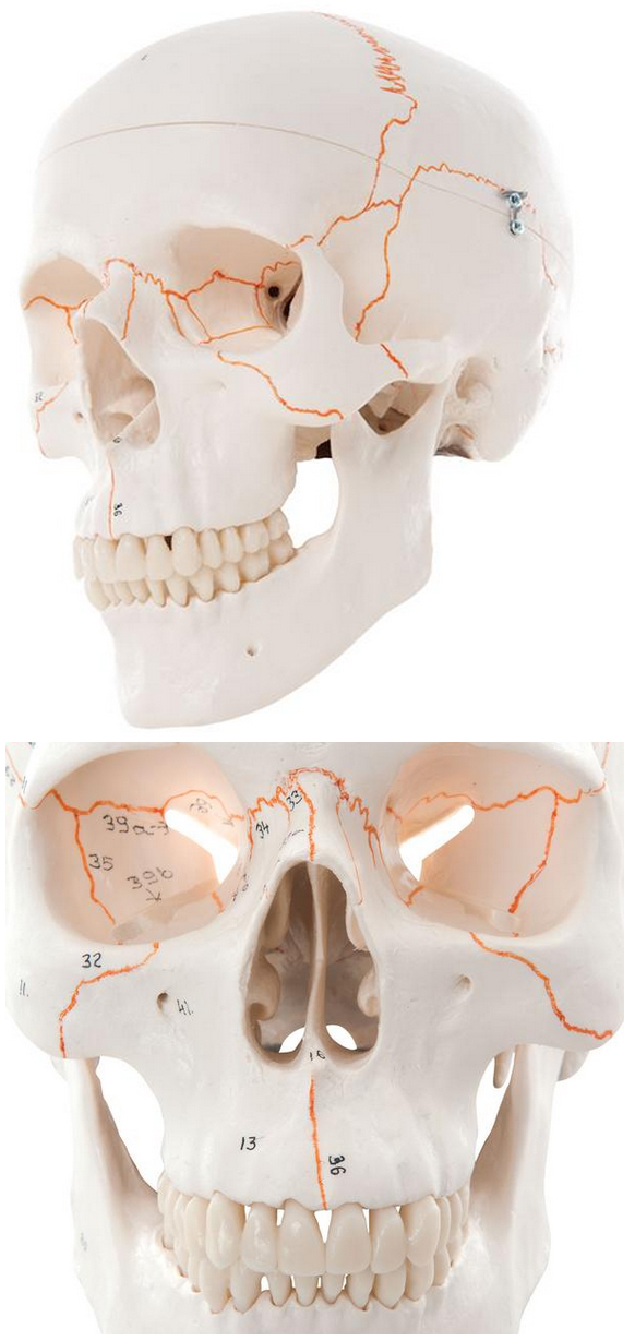 MODELLO TESCHIO CRANIO UMANO IN DIMENSIONI REALE NUMERATO - colorato - 3parti