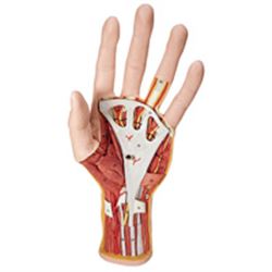 MODELLO ANATOMICO DELLA STRUTTURA DELLA MANO - 28x13x6,5cm - 3 parti