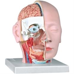 MODELLO ANATOMICO TESTA SCOMPONIBILE IN DIMENSIONI REALI - ingrandimento 1X - colorato - 4 parti