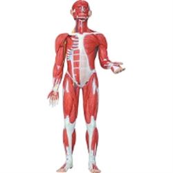 MODELLO FIGURA UMANA MUSCOLARE - dimensioni reali - 30x33xh.87cm