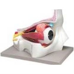 MODELLO ANATOMICO OCCHIO CON ORBITA - ingrandimento 5X - colorato - 4 parti