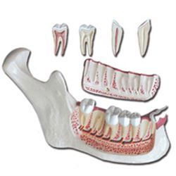 MODELLO ANATOMICO MANDIBOLA CON DENTI ESTRAIBILI - ingrandimento 3X - colorato - 6 parti