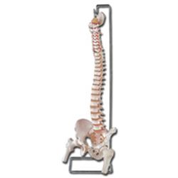 MODELLO COLONNA VERTEBRALE - con femore + osso sacro - 95x20xh.20cm