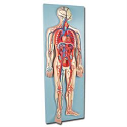 MODELLO ANATOMICO SISTEMA CARDIOVASCOLARE SU BASE DI SUPPORTO - 32x90xh.12cm - 2 parti