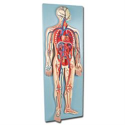 MODELLO ANATOMICO SISTEMA CARDIOVASCOLARE SU BASE DI SUPPORTO - 32x90xh.12cm - 2 parti