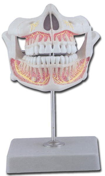 MODELLO DENTATURA PERMANENTE