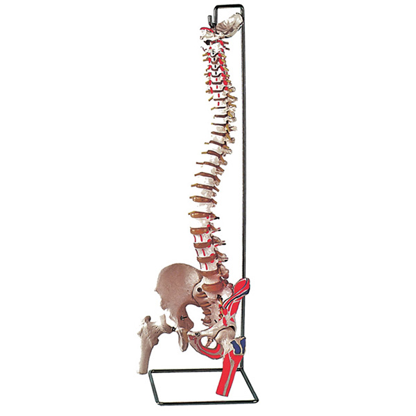 MODELLO COLONNA VERTEBRALE - con femore + muscolo