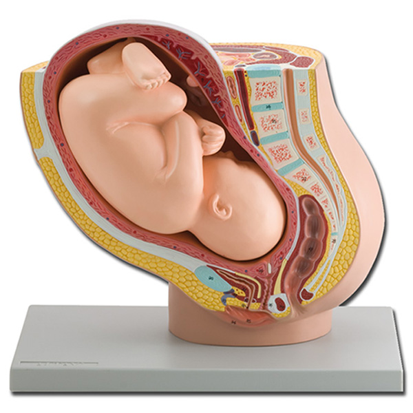 MODELLO PELVICO CON FETO