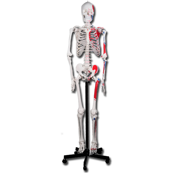 SCHELETRO MUSCOLARE UMANO