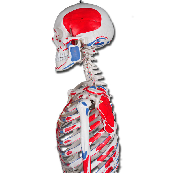 SCHELETRO MUSCOLARE UMANO