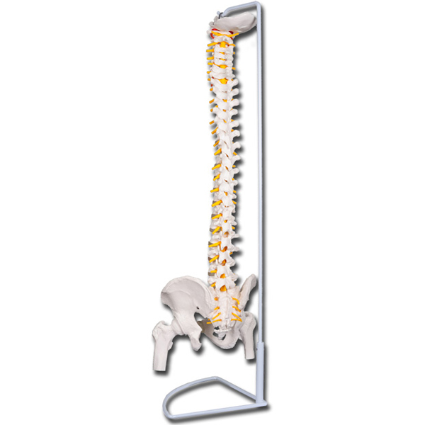 MODELLO COLONNA VERTEBRALE LINEA VALUE - con teste femorali