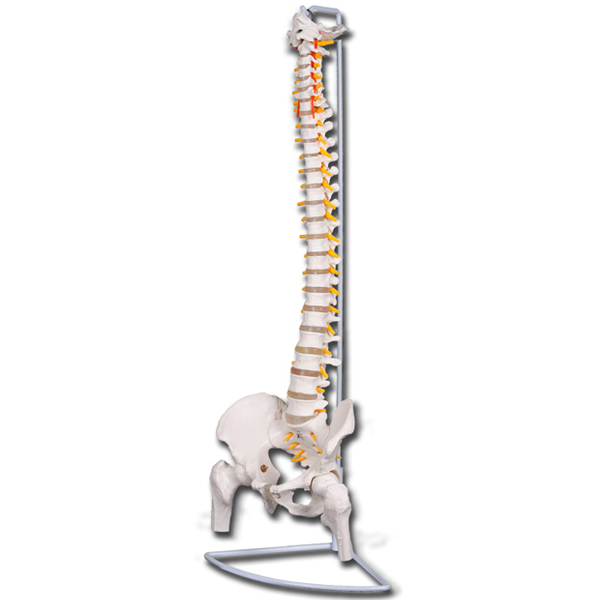 MODELLO COLONNA VERTEBRALE LINEA VALUE - con teste femorali