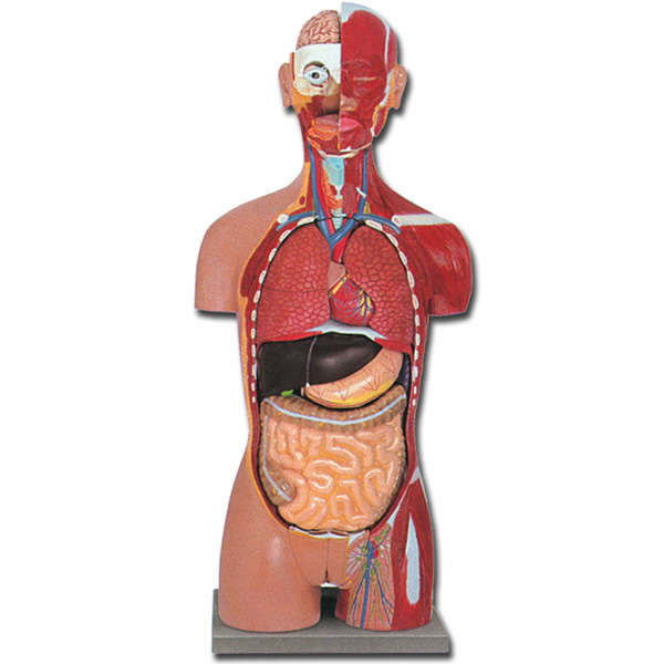 MODELLO TORSO MUSCOLARE DUAL SEX APERTO DIETRO - 28 parti - 23x33xh.90cm