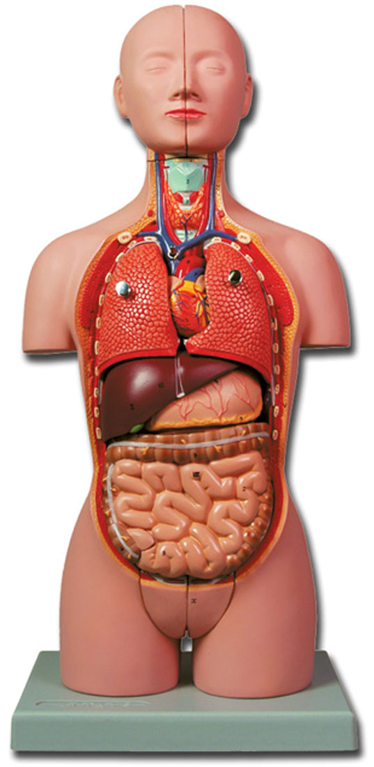 MINI TORSO - 16 parti