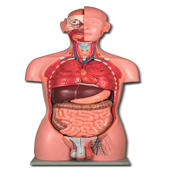TORSO DUAL SEX - 25 parti + cd rom
