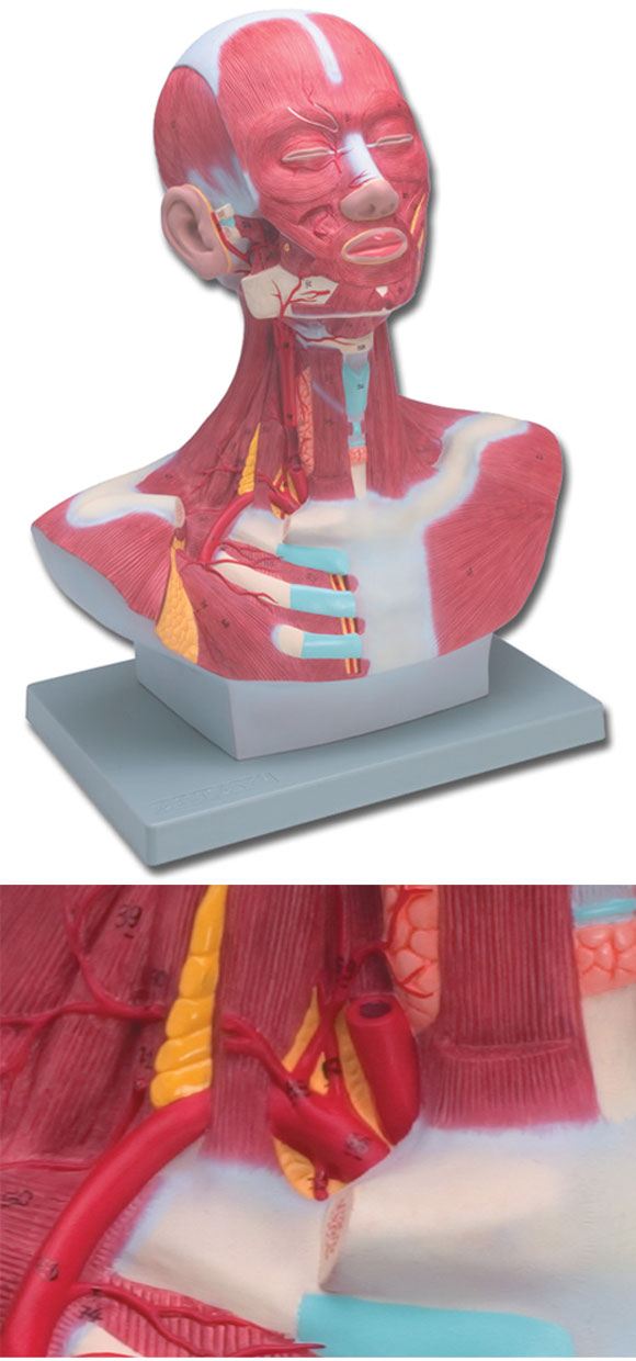 MUSCOLATURA TESTA COLLO - 1X