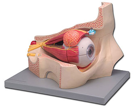 MODELLO OCCHIO con orbita - 11 parti - 5X