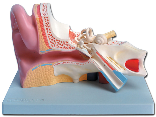 MODELLINO ANATOMICO ORECCHIO - 5 parti - 3X