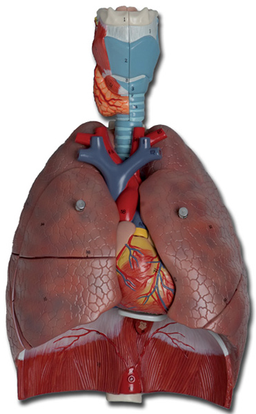 SISTEMA APPARATO RESPIRATORIO - 1X - 7 parti