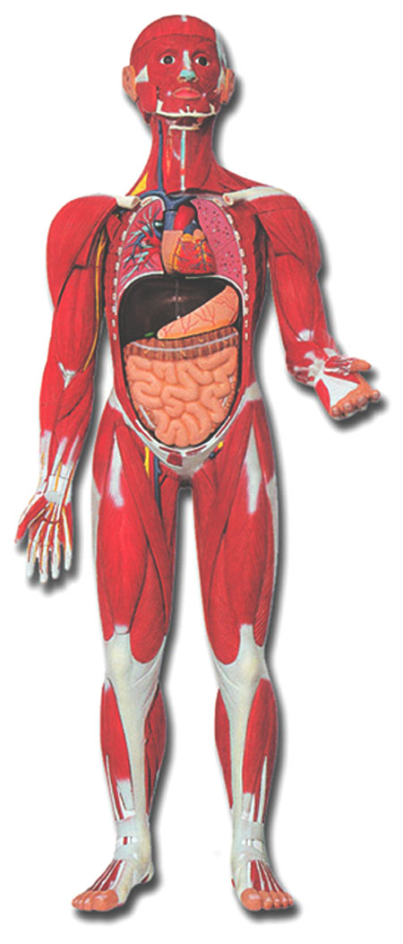 FIGURA UMANA MUSCOLARE